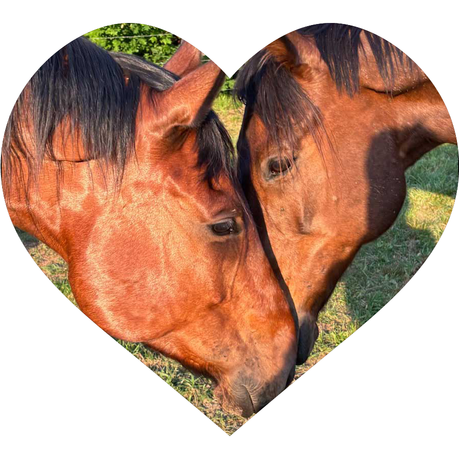 horses touching noses