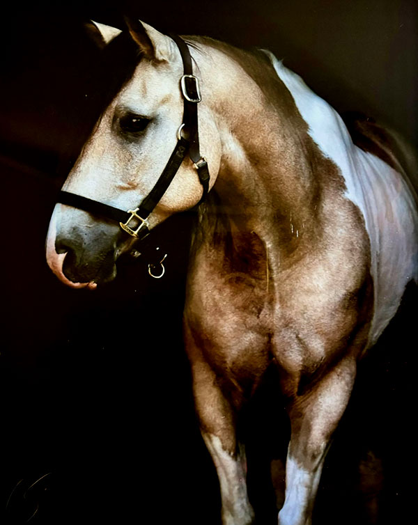 a portrait of a horse