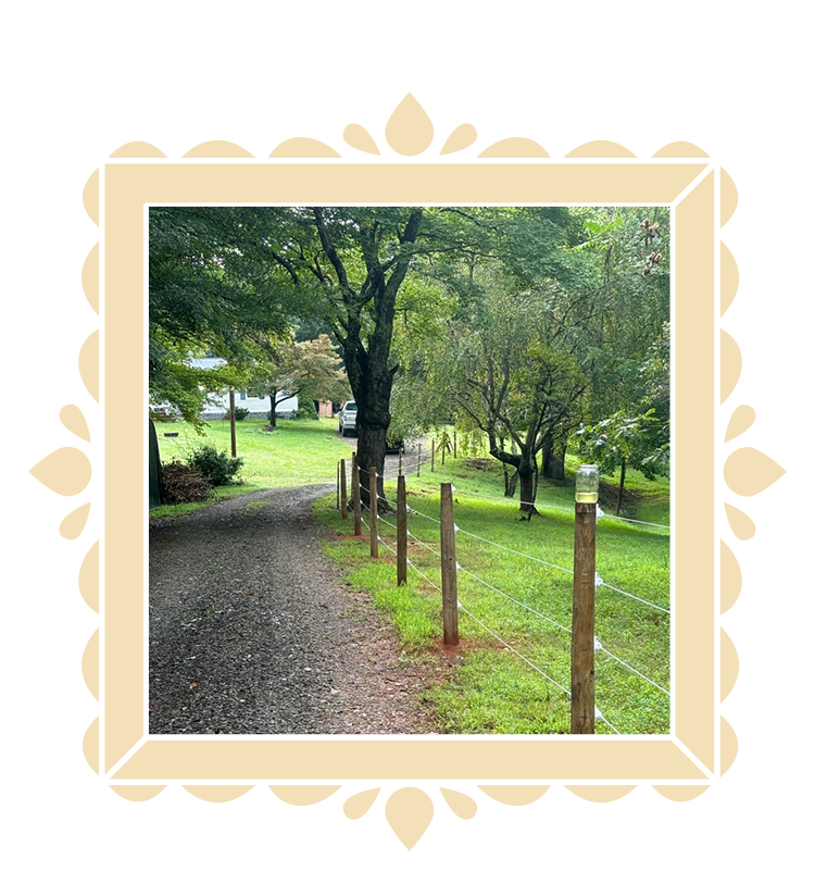 a driveway and fences