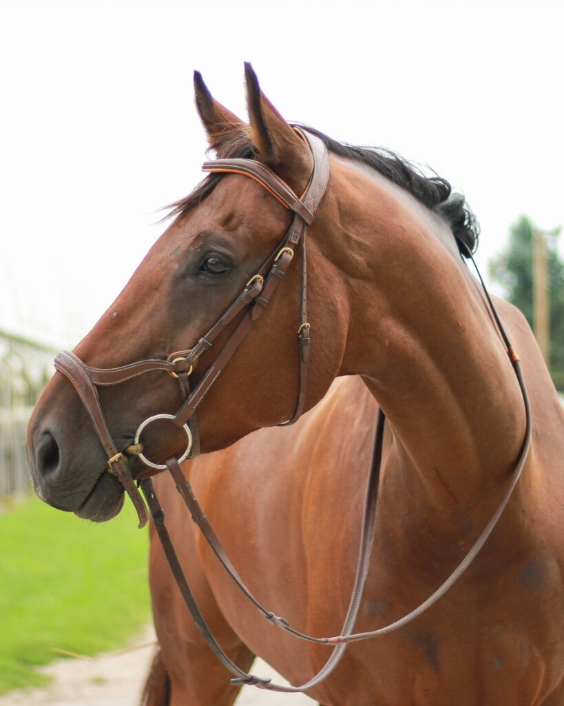 a portrait of a horse