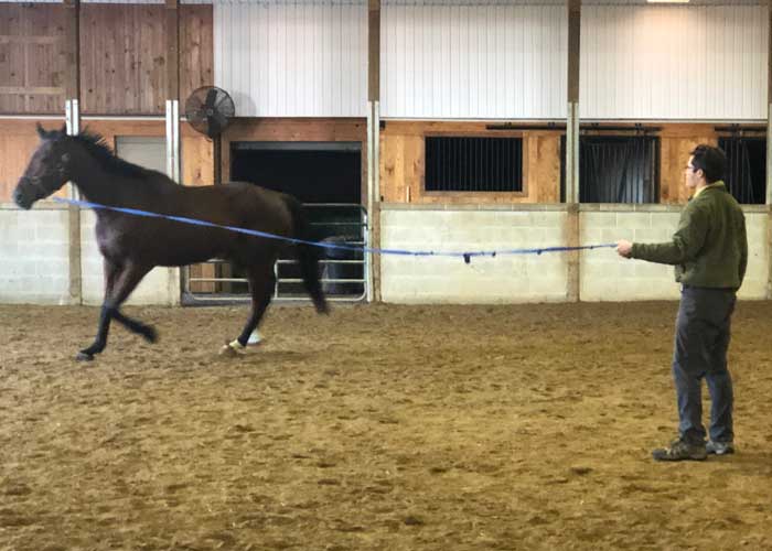 a man lunging a horse